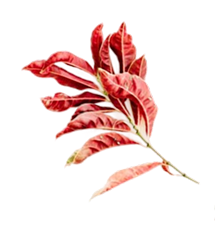 red-leaf